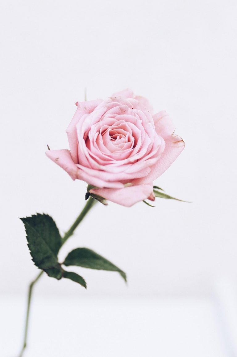 rose, pink flower, flower background, flower, rose bloom, petals, rose flower, rose petals, bloom, blossom, flora, nature, plant, beautiful flowers, aesthetic wallpaper, iphone wallpaper, phone wallpaper, rose, iphone wallpaper, phone wallpaper, phone wallpaper, flower wallpaper, phone wallpaper, phone wallpaper, phone wallpaper