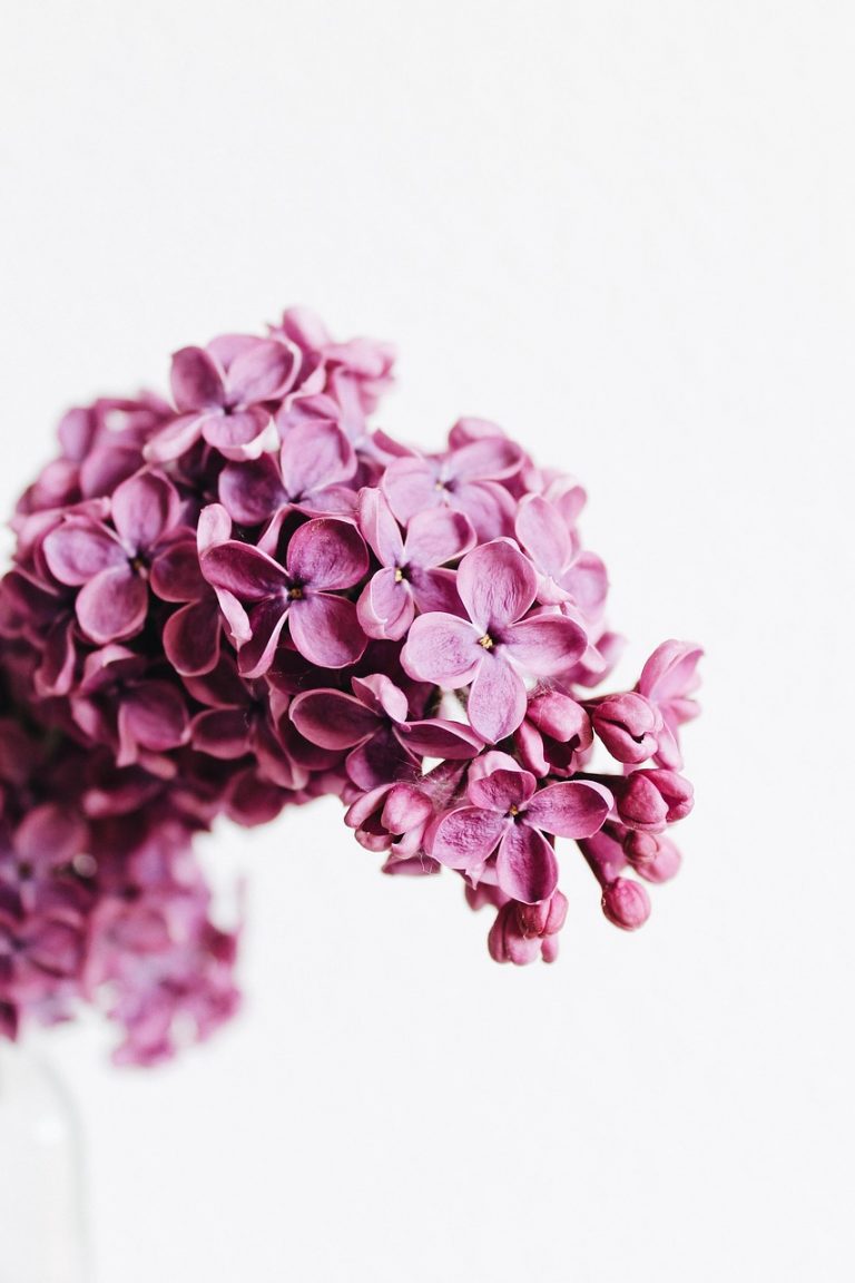 flowers, lilac, flora, plant, spring, happy mothers day, beautiful flowers, flower background, garden, flower wallpaper, botany, growth, macro, lilac, lilac, lilac, lilac, nature, lilac