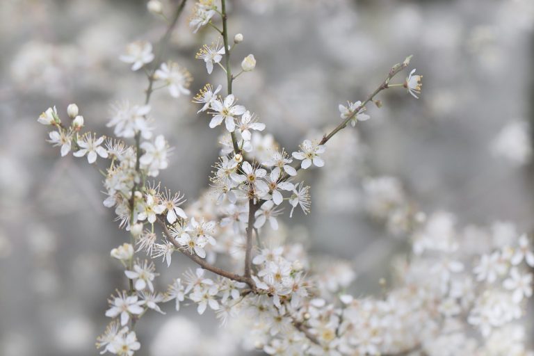 sloe, blackthorn, flowering branch, nature, blossoms, prunus, white, tree, spring, cherry blossom